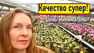 Baikalskie Tsvety: Chinese orchids in Moscow!