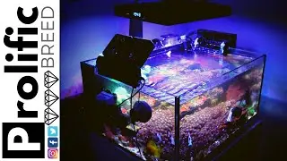 HOW TO COOL DOWN A NANO REEF TANK WITH OUT A CHILLER