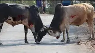Wow amazing bull fighting very strong #3