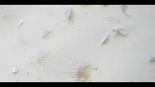 TARDIGRADES