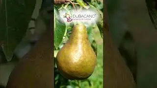 Peras Bosc disponibles en @dubacano  #importaciones #exportaciones #dubacano