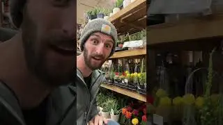 Cactus flowers are FAKE?!