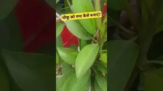 Chiku Plant Care | चीकू को घना कैसे बनाएं? #gardening #garden #organicfarming