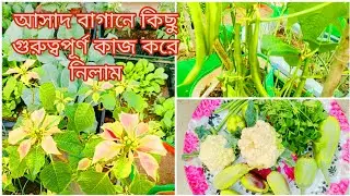 আজ ছাদবাগানে অনেক গুরুত্বপূর্ণ কাজ করে নিলাম#harvesting