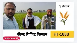 Hi 1683 और 906 गेहू की नई किस्म देखने,किसान भाई फील्ड विजिट पर ,खातेगाँव,भेरुंदा से आए ,