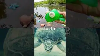 Дети учатся | Названия морских животных в пруду: морская игуана, японский краб-паук, угорь, череп...