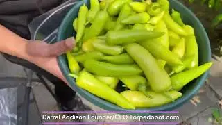 How to grow 2,000 Hungarian peppers in 10 feet.