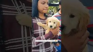 8481012479☎️ | Cute Golden Retriever ❤️🔥 Sale In Kolkata Dog Market 🐶 🔥