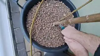 Zimní řez kontejnerovaných fikovníků