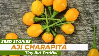 SEED STORIES | Aji Charapita Pepper: Tiny But Terrific!