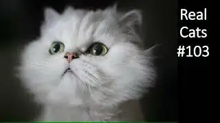 Real Cats #103