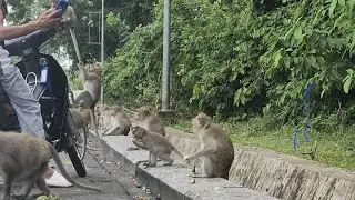 wild monkey-monkeys in Cambodia