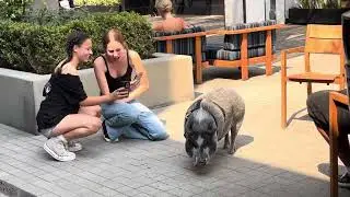 Special guest in the shopping mall#usa #california #travel #animals #shopping#funny