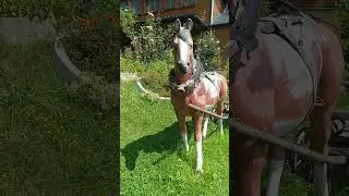 У трембітаря в гостях
