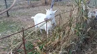山羊さん2026年1月12日