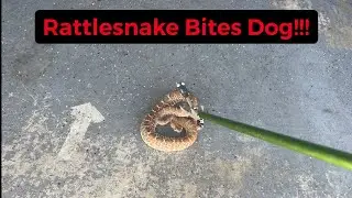 Rattlesnake BITES DOG!!!
