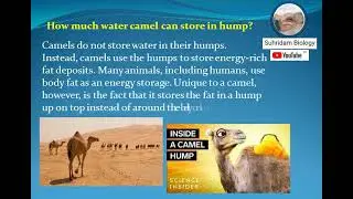 camel store water in their humps