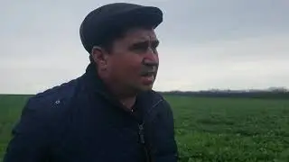 289.La lanul cu rapiță.