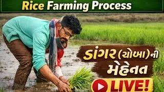 Rice Farming Process Explained 🌾 | ડાંગર (ચોખા) ખેતીની મહેનત LIVE