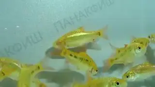 Барбус золотой неоновый Puntius sachsii
