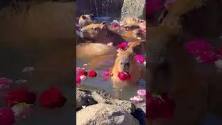 Cutest Capybaras Ever!!