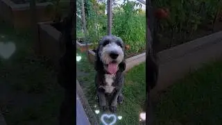 I love my followers, Houdini the talking sheepadoodle #dog #dogs #dogvideos #dogshorts #doglover