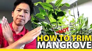 【IR】Mangrove Cutting & Care Vol.2 (feat. @Inland_Reef)