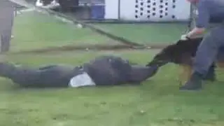 Police Dog Attack