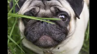 Экшен камера на мопсе | gopro pug