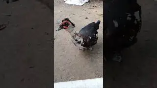 muscovy duck🦆চিনা হাঁস।#shorts #bird #youtubeshorts #duck #animals #pets