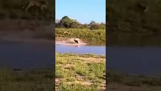 Большой парень отказался быть съеденным.