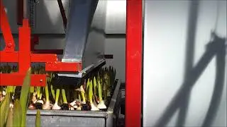 Afzuigsysteem met automatische hoogteverstelling voor verwijderen hoedjes van tulpen