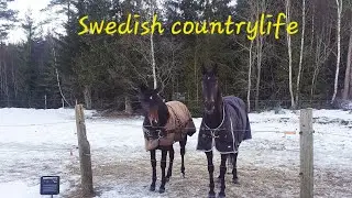 Winteralltag auf dem Pferdehof in Schweden