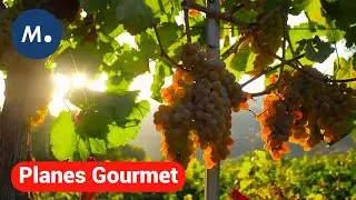 La Comarca del Ribeiro, sus suelos y agronom&iacute;a | Planes Gourmet | Mediaset