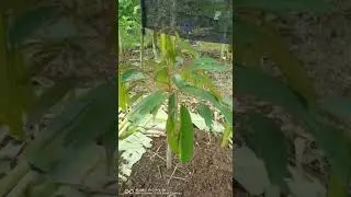 reaching high genetic potential by irrigate humic acid and amino acid #shorts