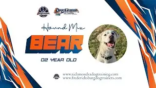2 Year Old Hound Mix (Bear) Best Dog Trainers in Virginia 