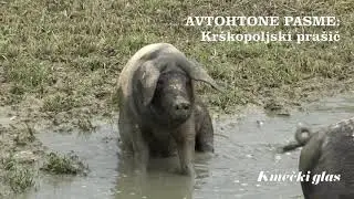Slovenske avtohtone pasme: KRŠKOPOLJSKI PRAŠIČ