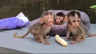 THIS IS THE CONDITION OF BABY MONKEY FREYA ON THE 3RD DAY AFTER GOING TO THE DOCTOR 