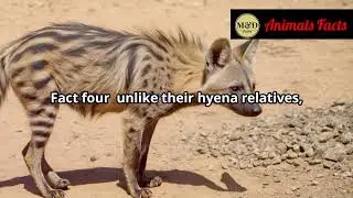 10 Fun Facts About the Aardwolf You Didnt Know!