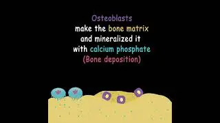 What is bone remodeling?