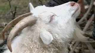 After miniature horse controversy, goat owners face same Louisville law