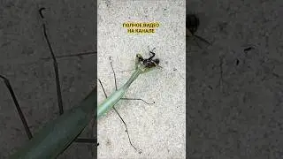 ЧТО ЕСЛИ БОГОМОЛ УВИДИТ МУХУ?