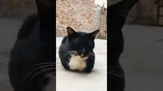 Maxwell the cat||Bonny||Cat world||Meena the cat||Cat sounds||Cst videos #catshorts #talkingcats