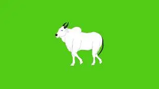 2D OX Walk Animation Green Screen Video