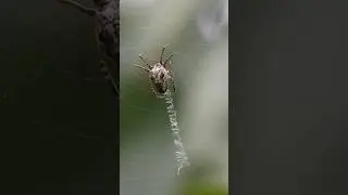 Orb-Weaver Web-building Timelapse Close-Up