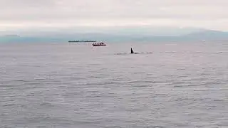 Orca Stalking with Eagle Wing Tours