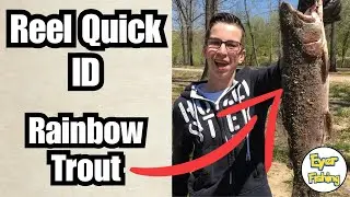How to Identify Rainbow Trout (Oncorhynchus mykiss) | Freshwater Fish ID