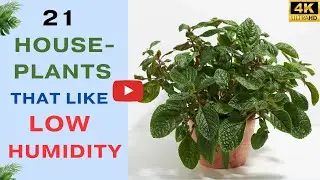 20 Houseplants That Like Low Humidity | Low Humidity Indoor Plants