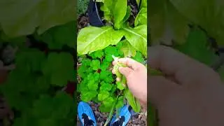 harvesting some endive leaf ##harvesting #endive #leaf #garden #leafygreens #thankyou #garden #like