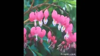 Heart Shaped Flowers